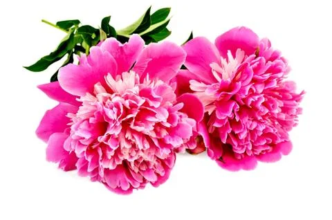 Peonies pink two Stock Photos