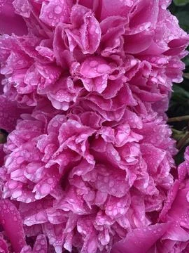 Peonies in the rain Foto stock