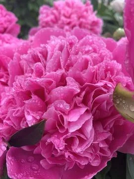 Peonies in the rain Foto stock