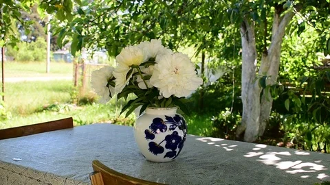 Peonies in a vase Stock-Footage 110841007