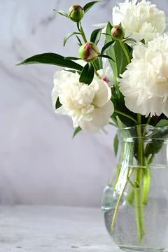 Peonies in a vase. Stylish white peonies in the hands of a florist. The flori Stock Photos