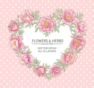 Peonies  vector frame Illustrazione stock