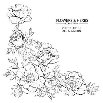 Peonies vector illustration Illustrazione stock