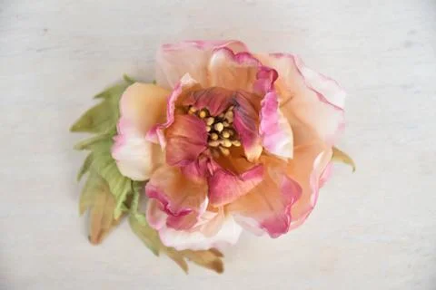 Peonies on a white background Stock Photos