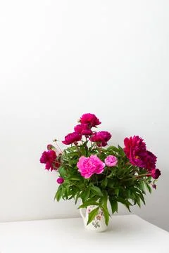 Peonies in a white vase Stock Photos