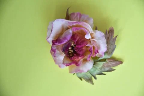 Peonies on a yellow background Stock Photos