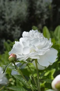Peony Albiflora Stock Photos
