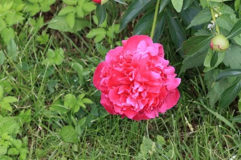 Peony and bud Stock Photos