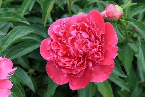 Peony and Bud Stock Photos