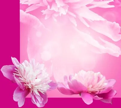 Peony on background Stock Illustration
