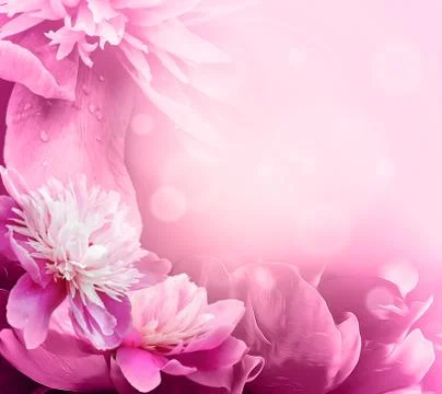 Peony on background Stock Illustration