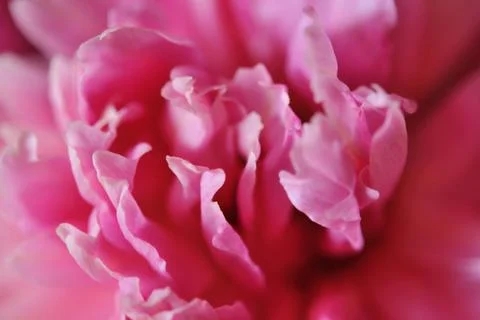 Peony background Stock Photos
