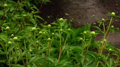 A peony bed in the rain Video stock 76988609
