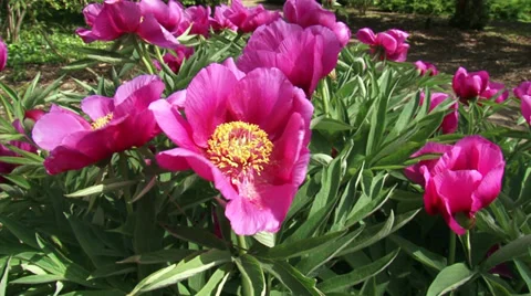 Peony in bloom, with large anemone-shaped single flowers and yellow stamens Stock Footage 32397939