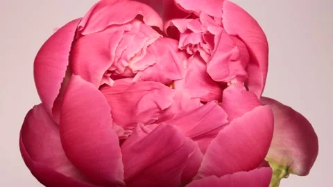 Peony blooming Stock Footage