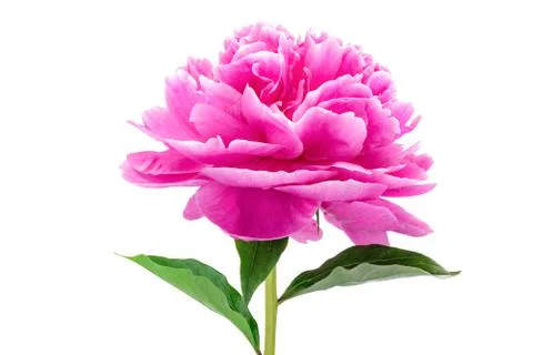 Peony blossom on white Stock Photos