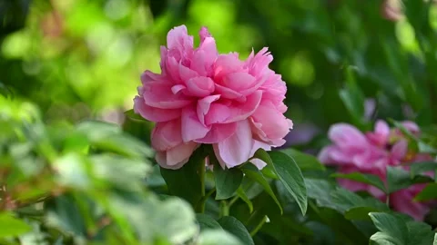 Peony blossom in the wind Stock Footage 307942816