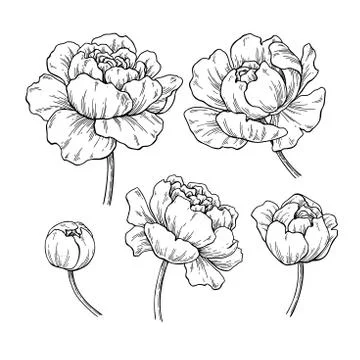 Peony botanical drawing. Vector hand drawn engraved flower set. Stock Illustration