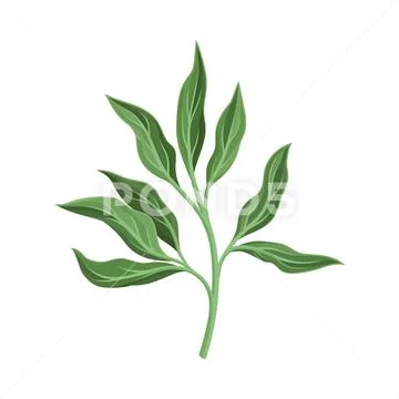 Peony branch with leaves. Vector illustration on a white background. Stock Illustration