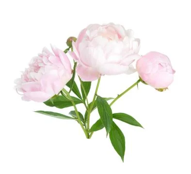 Peony branch Stock Photos