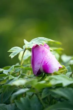 Peony Bud About To Bloom In Spring 写真素材