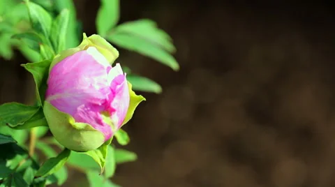 Peony Bud Stock Footage 63203818