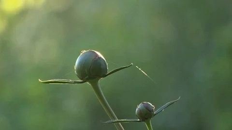 Peony bud Video stock 96487433