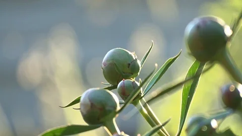 Peony bud Video stock 96577080