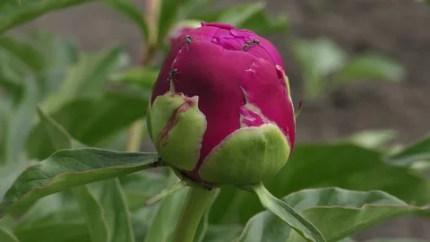 Peony bud Stock Footage 131039638