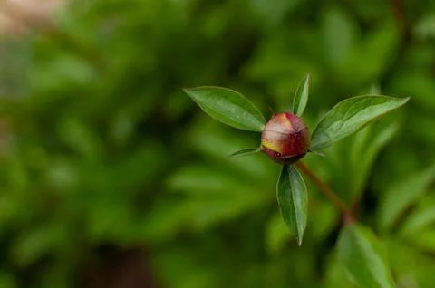 Peony bud. Фото