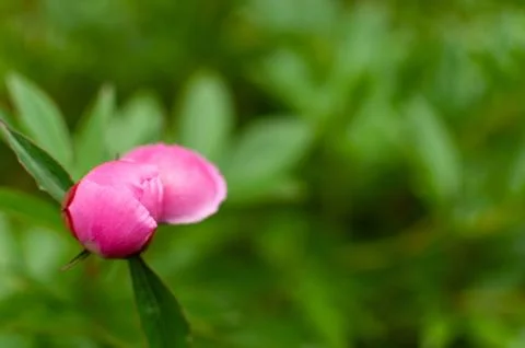 Peony bud. Photos