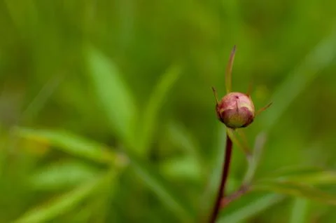 Peony bud. Photos
