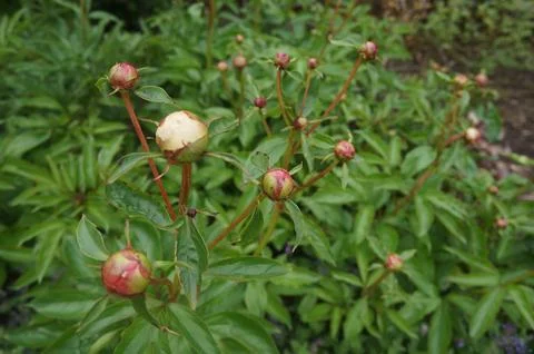 Peony Budding Foto stock