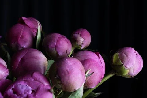 Peony buds on a black background. Stock Photos