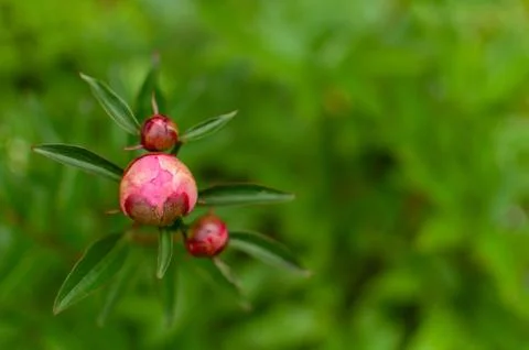 Peony buds. Fotos Stock