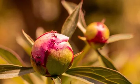 Peony buds. Fotos Stock