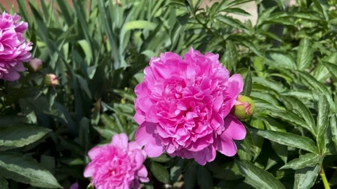 Peony Bush In The Wind On Nature Stock Footage 242797448