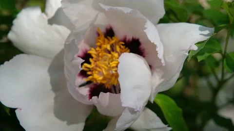 Peony close-up. A bee collects pollen in a peony Stock Footage 199093735