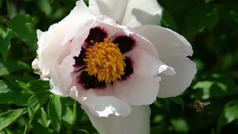 Peony close-up. A bee collects pollen in a peony Video stock 201154005