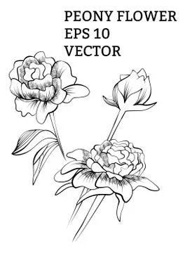 Peony collection in vector Stock Illustration