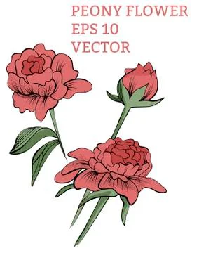 Peony collection in vector Stock Illustration