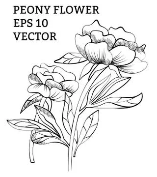 Peony collection in vector Stock Illustration