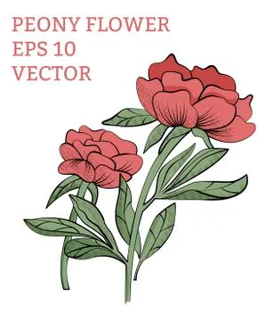 Peony collection in vector Stock Illustration