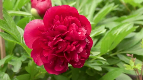 Peony dark red Stock Footage 147382166