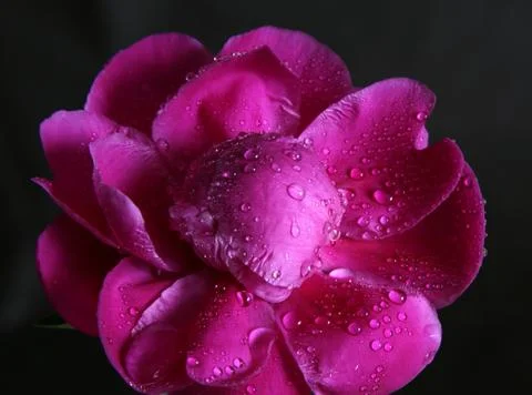 Peony in drops Stock Photos