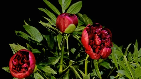 Peony Fflowering Stock Footage 93777906