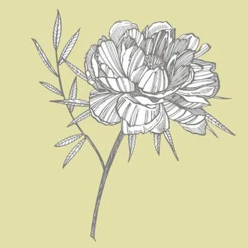 Peony flower and leaves drawing. Hand drawn engraved floral set. Botanical Stock Illustration