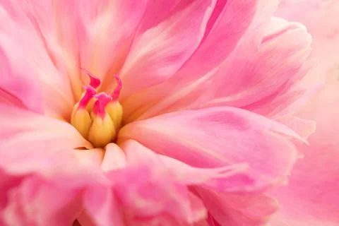Peony flower on background Stock Photos