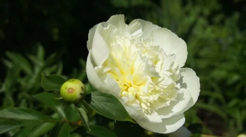 Peony flower bloom in green summer garden Stock Footage 7745997