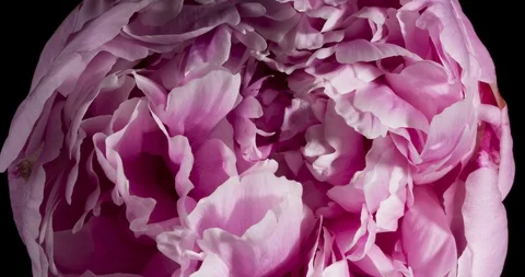 Peony Flower Blooming Close Up Macro Time Lapse Vidéo 112971809